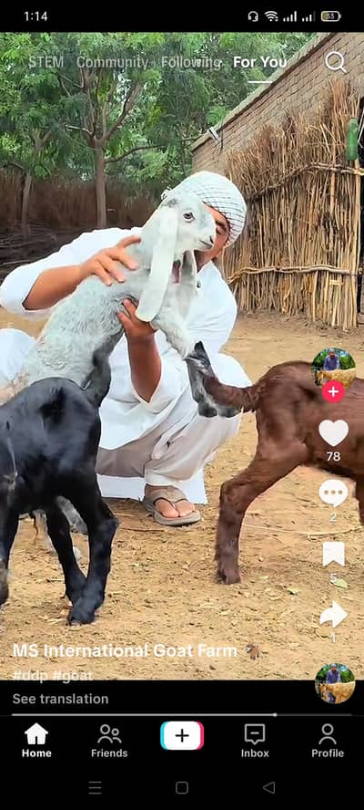 pure Dina dar Milky Goat kind