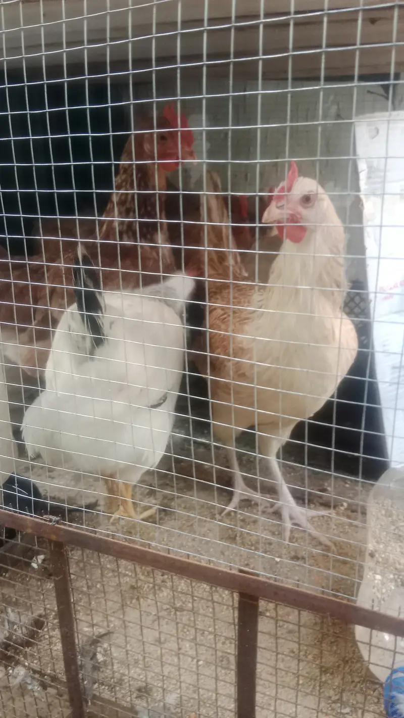 Best quality attractive colours golden misri  male females — photo 2