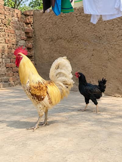 hen and cock