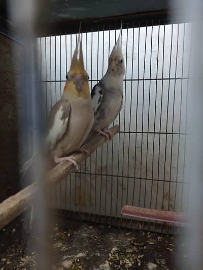 cocktail birds