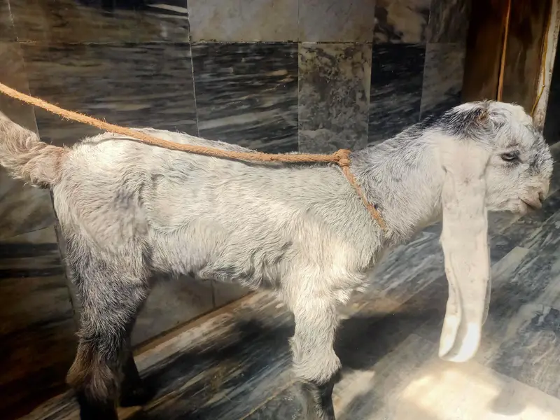 pure Dina dar Milky Goat kind — photo 2