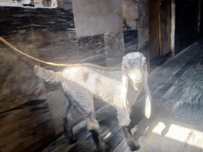 pure Dina dar Milky Goat kind — photo 3