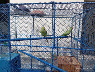 parrots sale pair