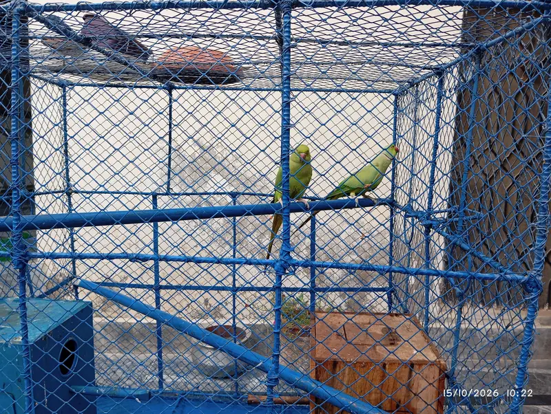 parrots sale pair — photo 2