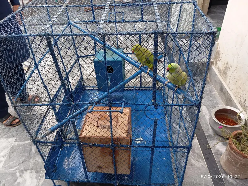 parrots sale pair — photo 3