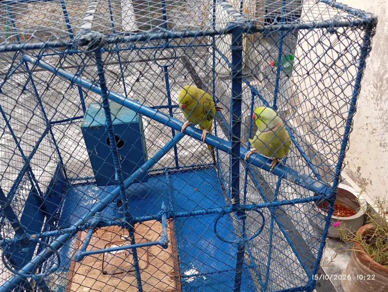 parrots sale pair — photo 4