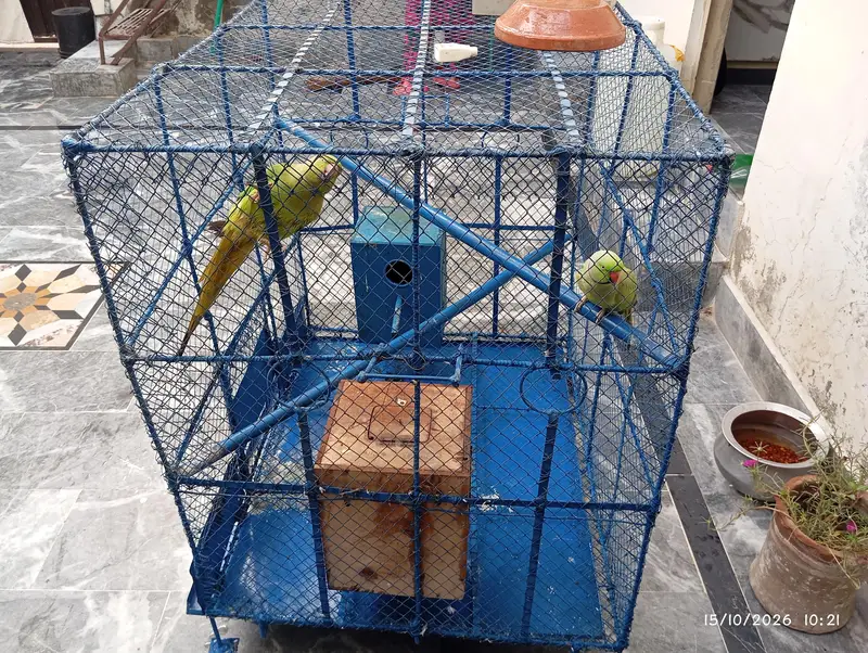 parrots sale pair — photo 5