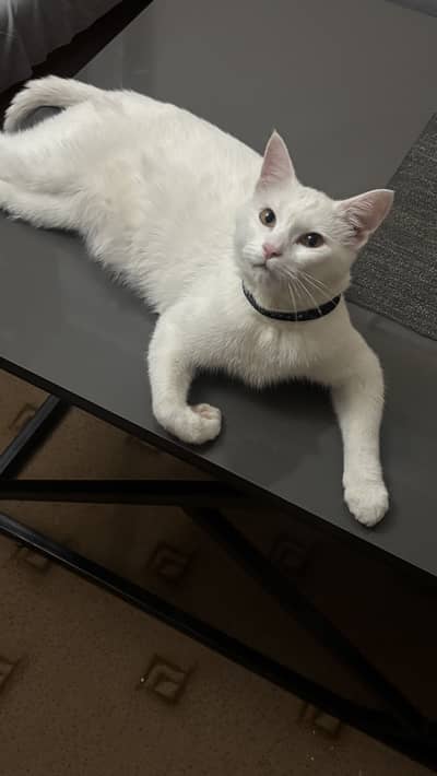 Cat (female)