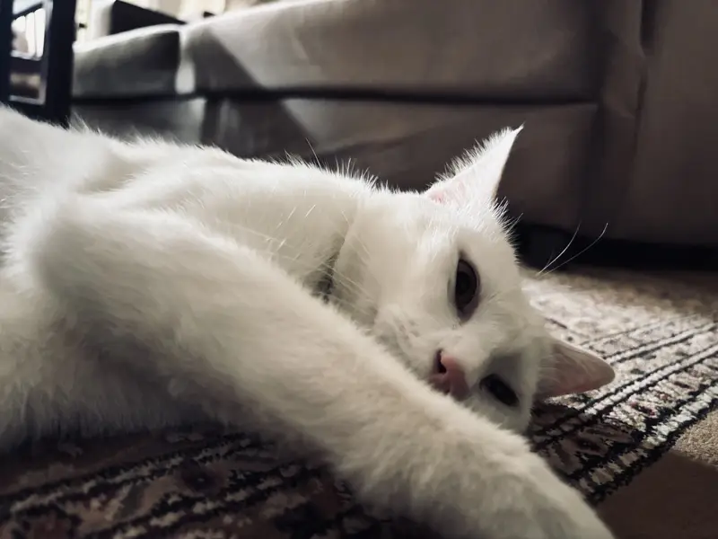 Cat (female) — photo 2