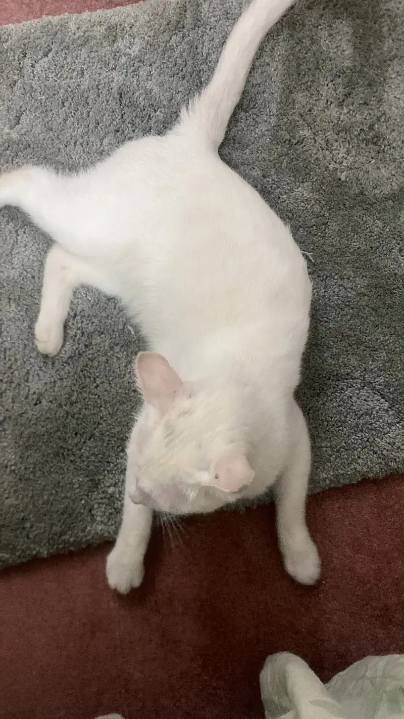 Cat (female) — photo 4