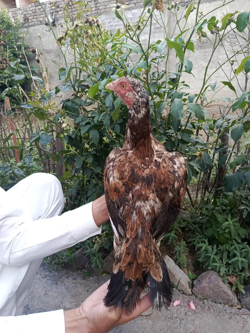 One Heeri Two Cheni Females for sale pair are also available — photo 9