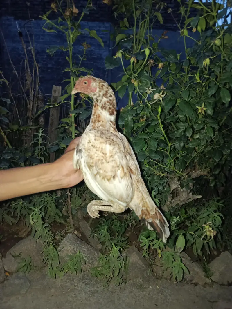 One Heeri Two Cheni Females for sale pair are also available — photo 10