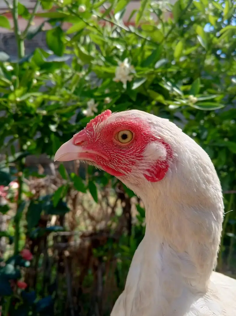 One Heeri Two Cheni Females for sale pair are also available — photo 11