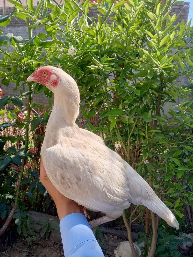 One Heeri Two Cheni Females for sale pair are also available — photo 12