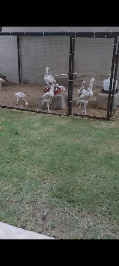 9 Pure Heera Aseel chicks, 2 months old for sale. Karachi