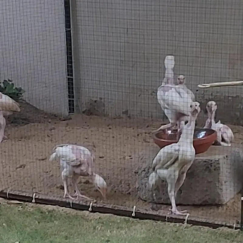 9 Pure Heera Aseel chicks, 2 months old for sale. Karachi — photo 2