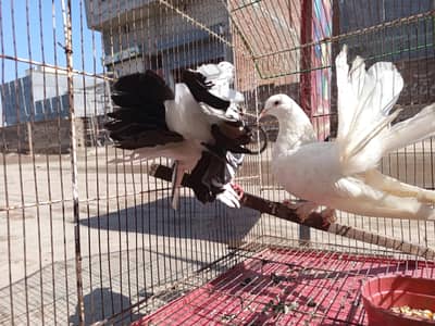 lakhay female