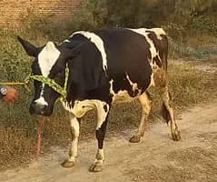 cow for sale