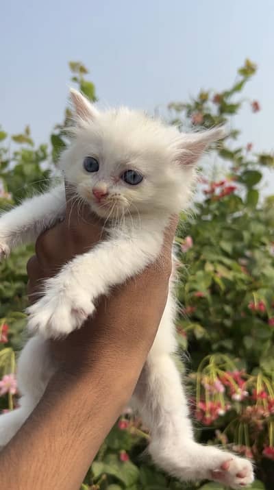 Persian kittens