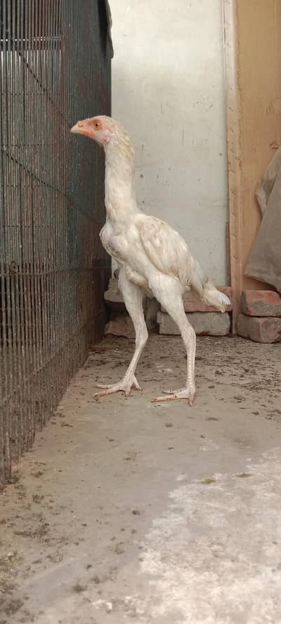 heera for sale
