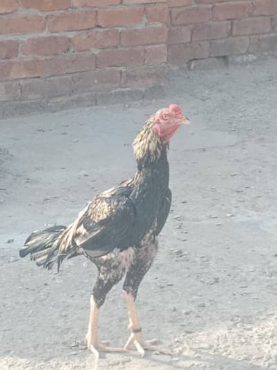 Aseel For Sale