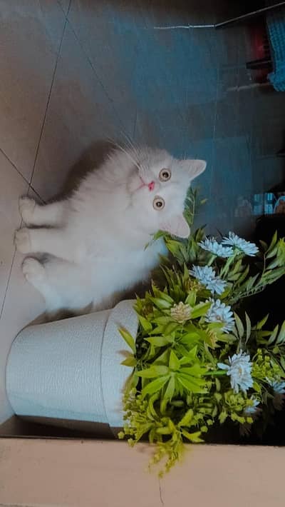 White Persian cat
