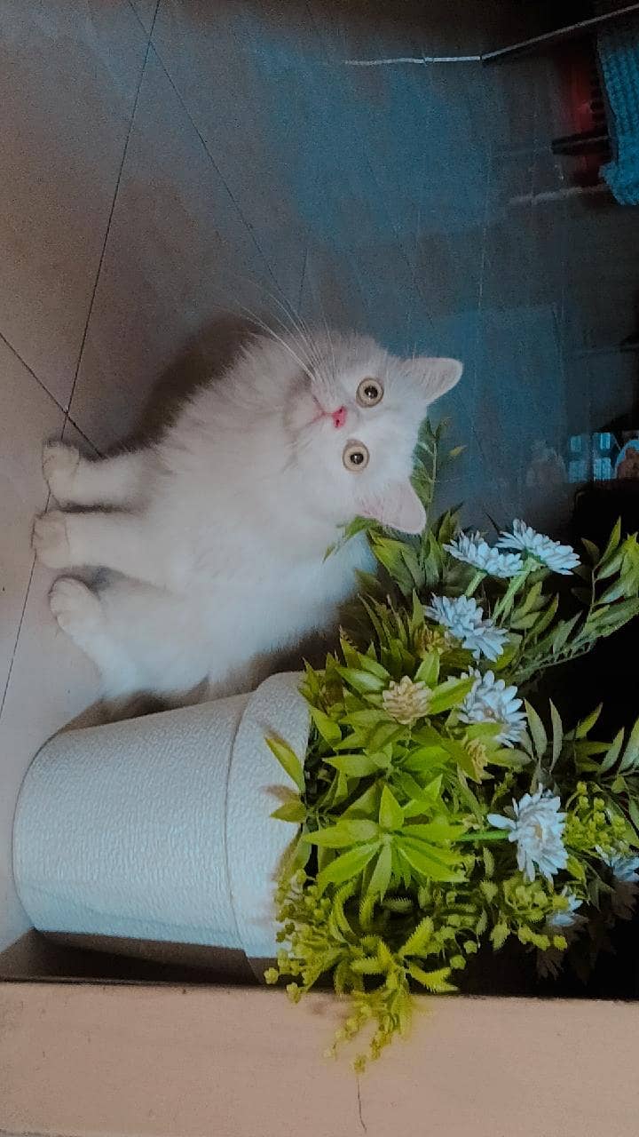 White Persian cat 0