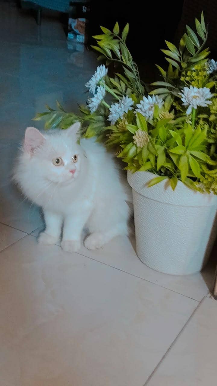 White Persian cat 1