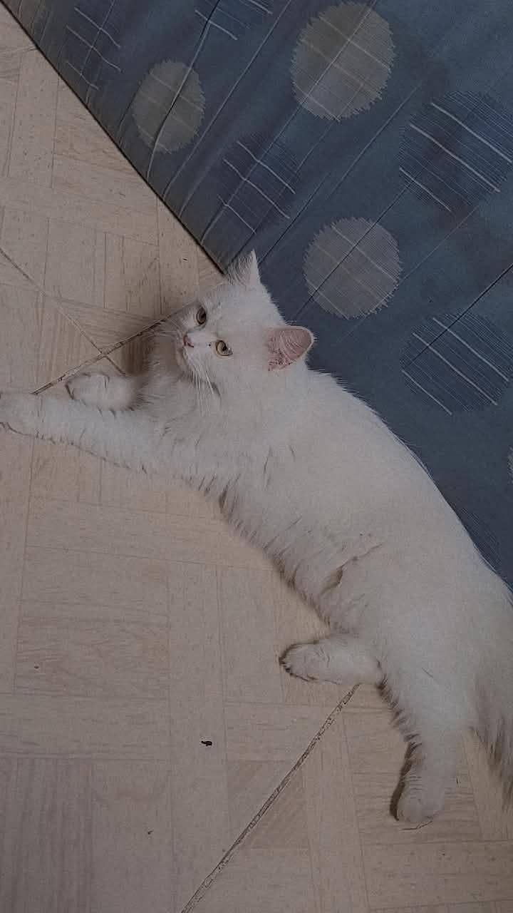 White Persian cat 2