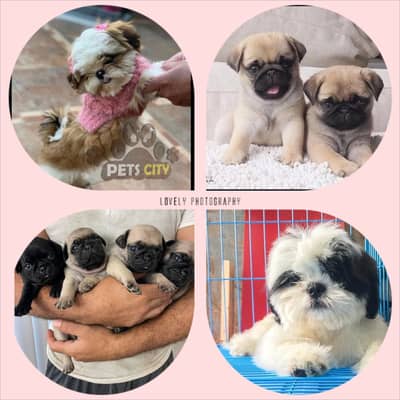 PUG and SHIHTZU puppies pedigree lines Tzu pug