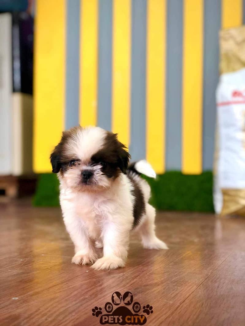 PUG and SHIHTZU puppies pedigree lines Tzu pug - Dogs - 1120304292
