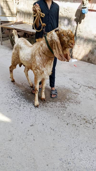 makhi chena breeder height 38