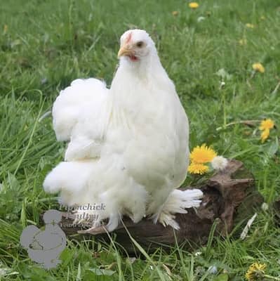 For sale Different breeds Available
