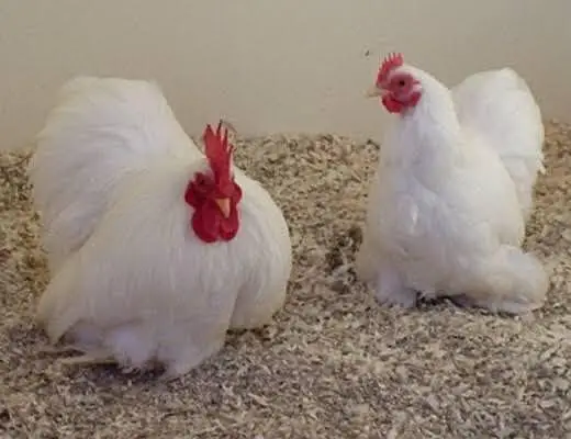 For sale Different breeds Available — photo 2