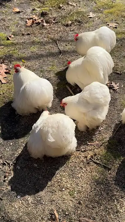 For sale Different breeds Available — photo 3