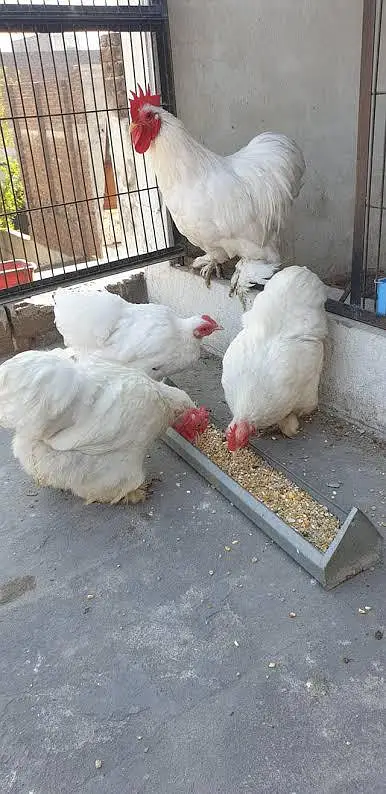 For sale Different breeds Available — photo 4