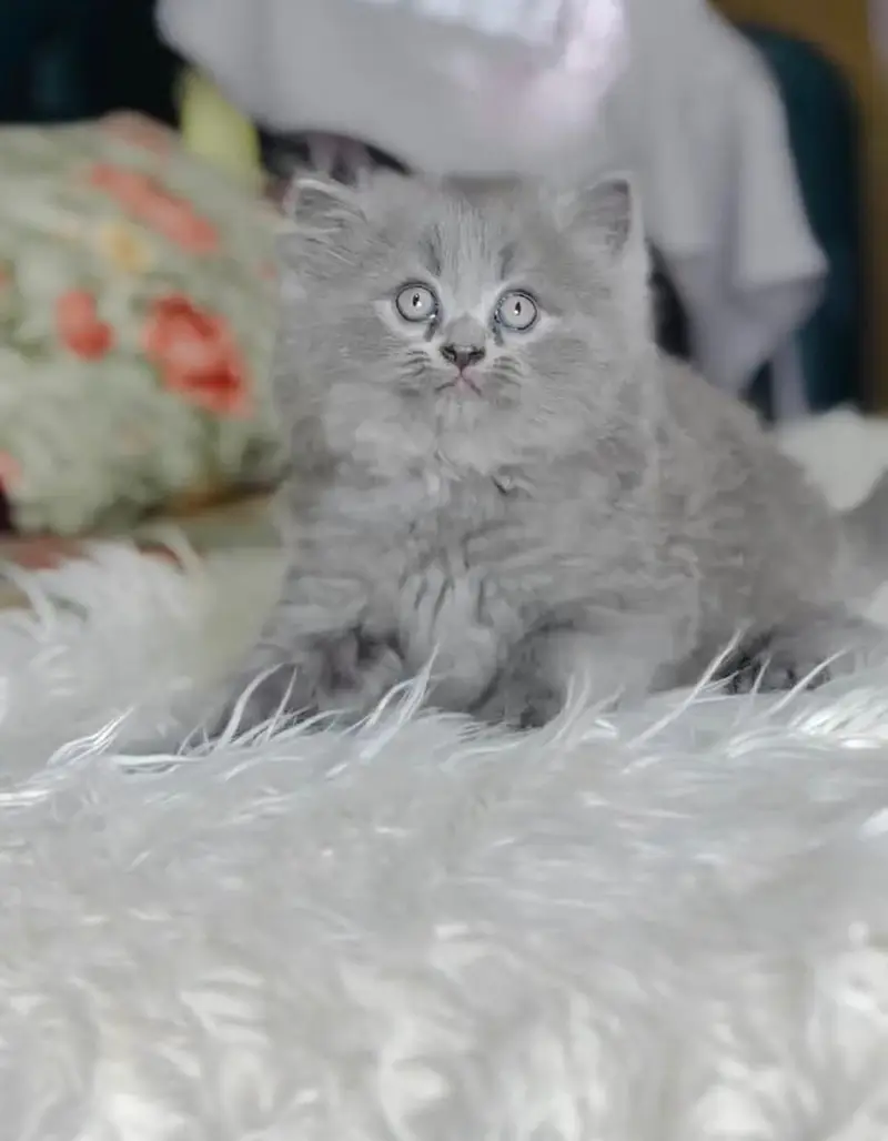 Persian kittens | triple coat | fluffy |  Whatsap 0320//56065//57 — photo 2