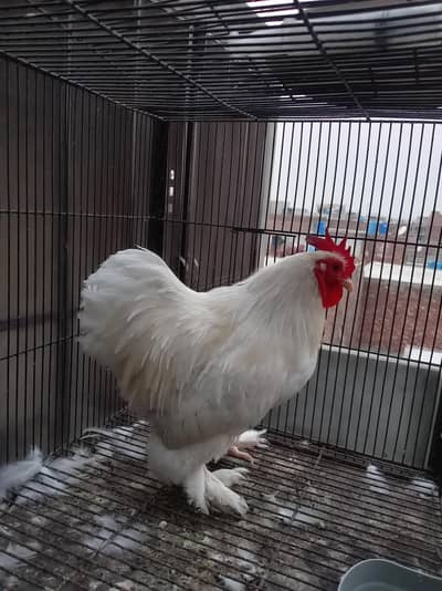 bantu male available