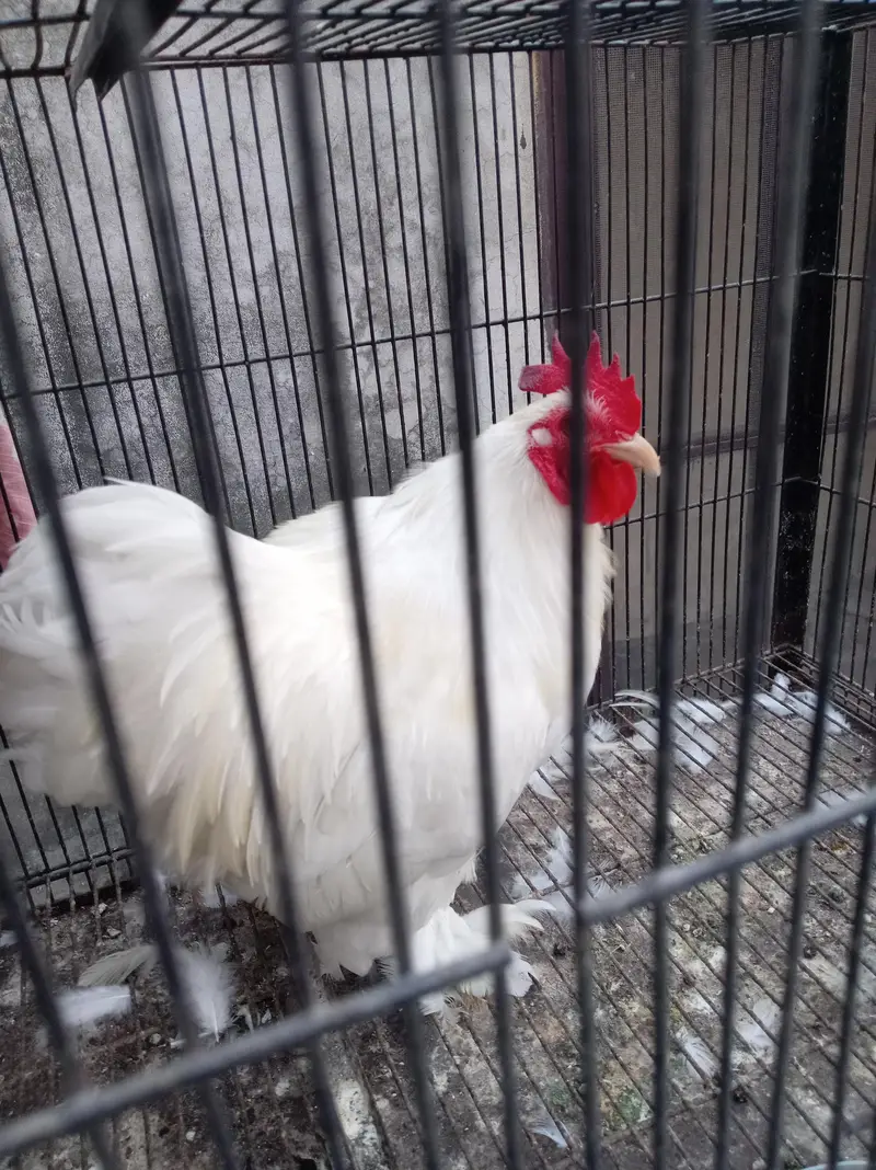 bantu male available — photo 2