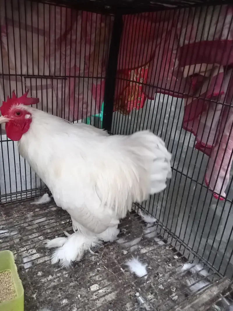 bantu male available — photo 3