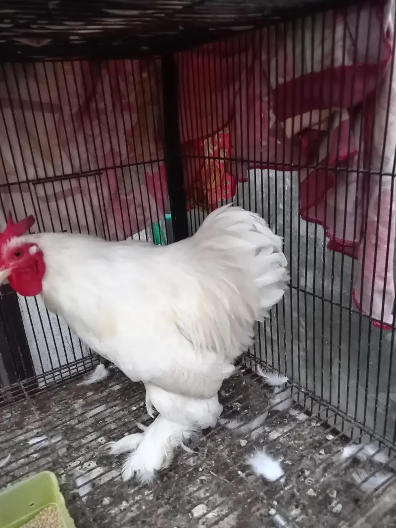bantu male available — photo 4