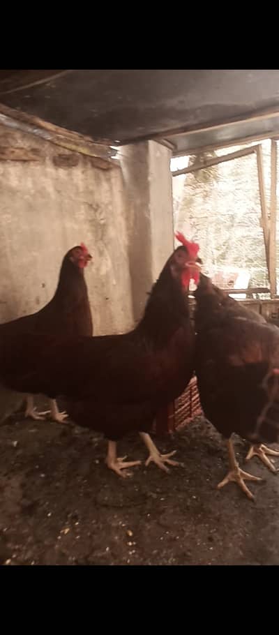 RIR Haritage females / hens / chicks / Aseel / murga / fancy / eggs