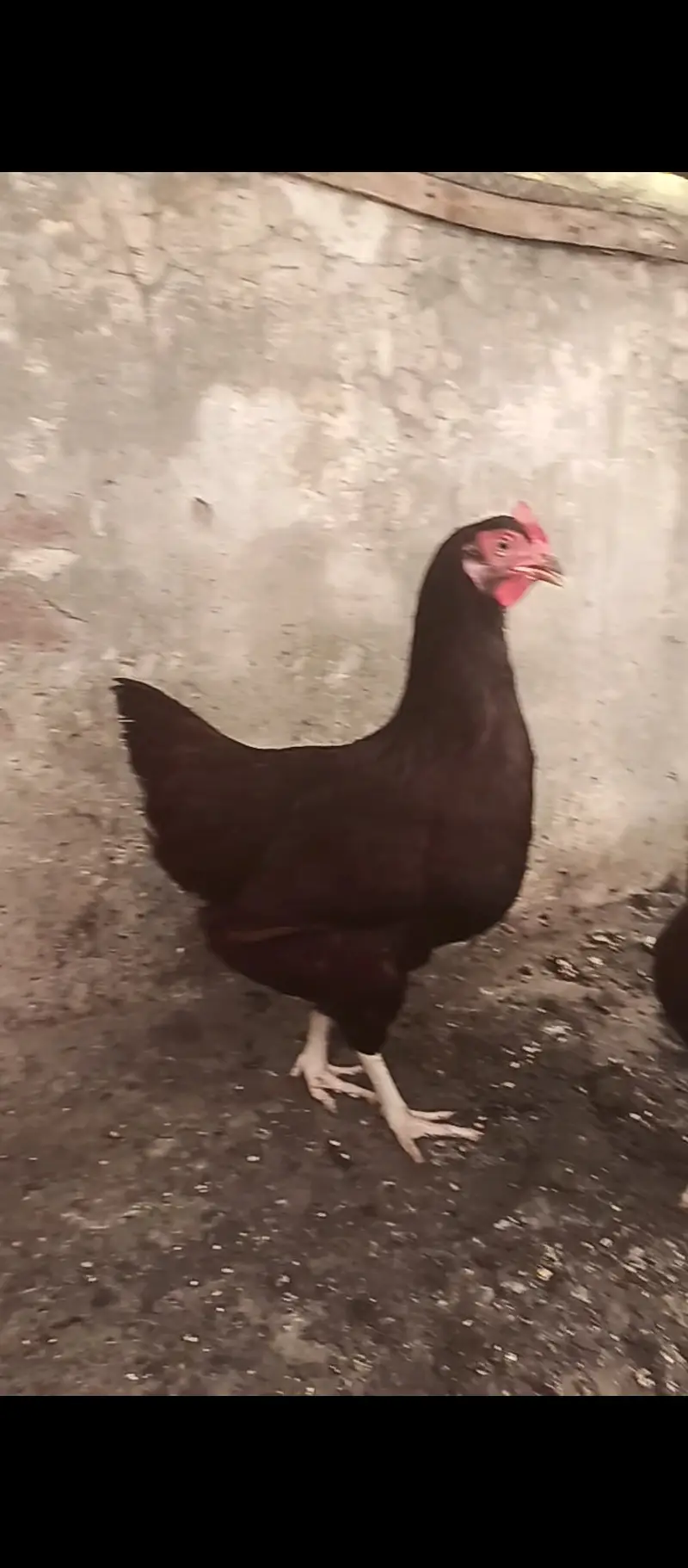 RIR Haritage females / hens / chicks / Aseel / murga / fancy / eggs — photo 2