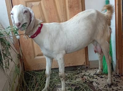 dodh wali mundi bakri