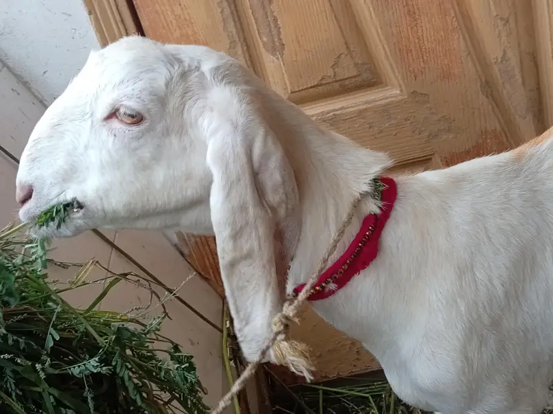 dodh wali mundi bakri — photo 2