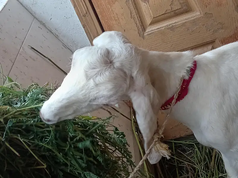 dodh wali mundi bakri — photo 3