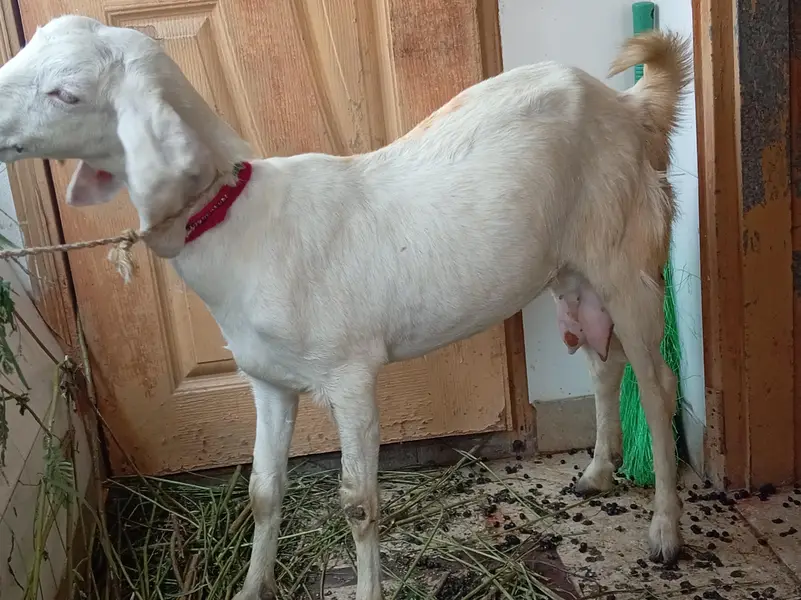 dodh wali mundi bakri — photo 4