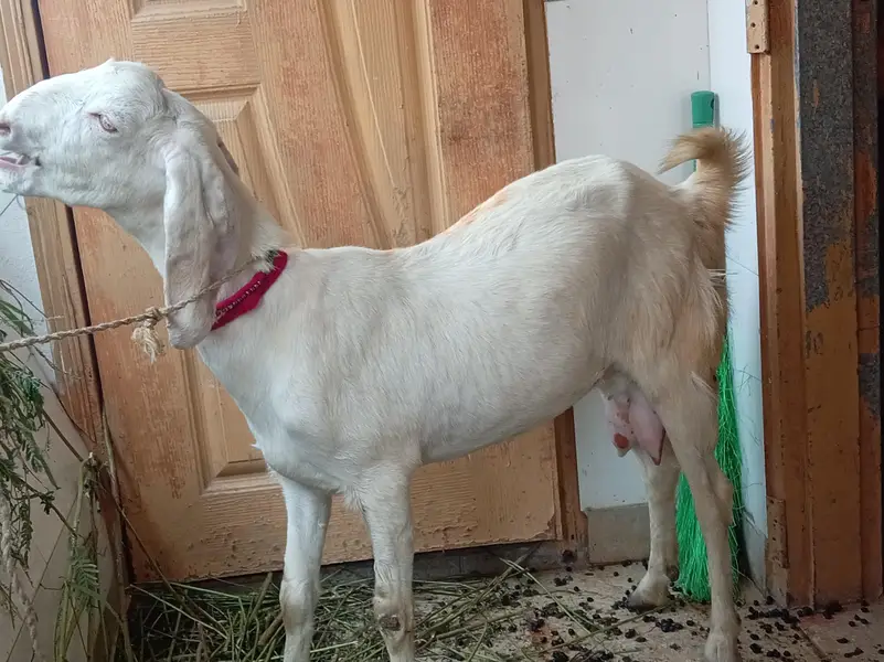 dodh wali mundi bakri — photo 5