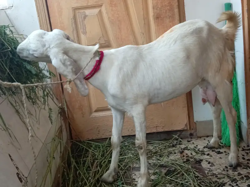 dodh wali mundi bakri — photo 6