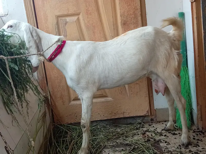 dodh wali mundi bakri — photo 7